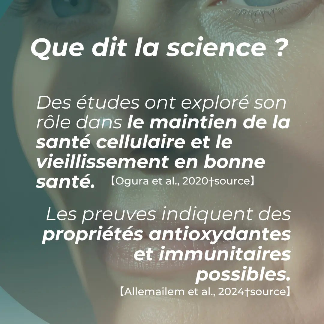 Capsules d’apigénine