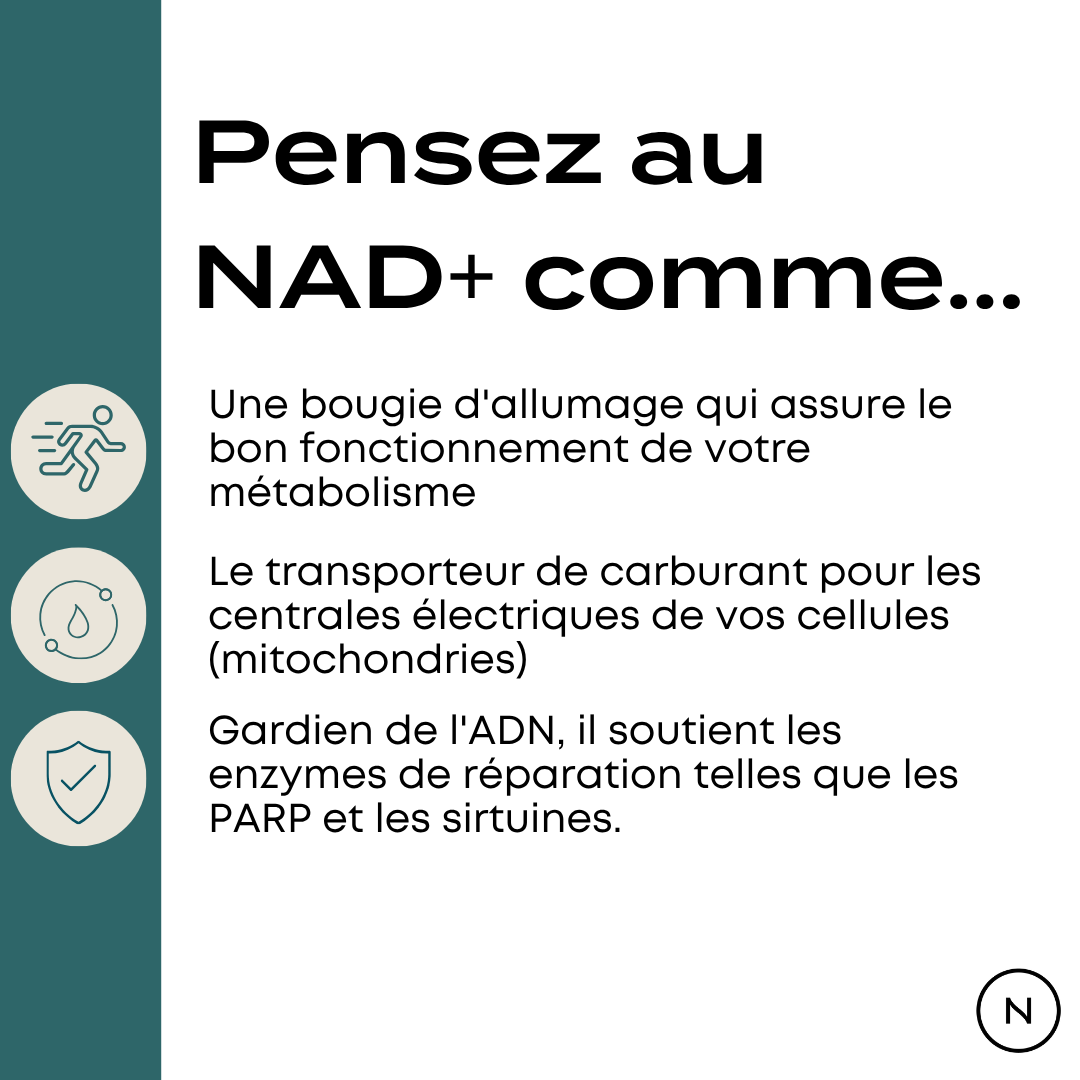 NMN longévité