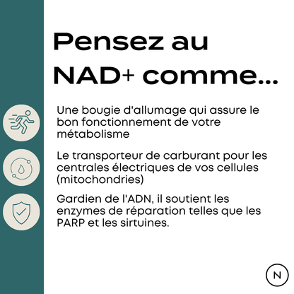 NMN longévité
